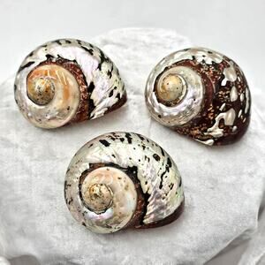 Polished Brown Peppered Turbo Shells with Rainbow Iridescence Z Gallerie